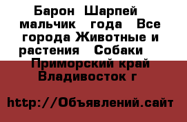 Барон (Шарпей), мальчик 3 года - Все города Животные и растения » Собаки   . Приморский край,Владивосток г.